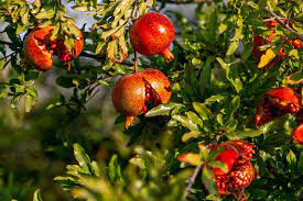 5 benefits of pomegranate